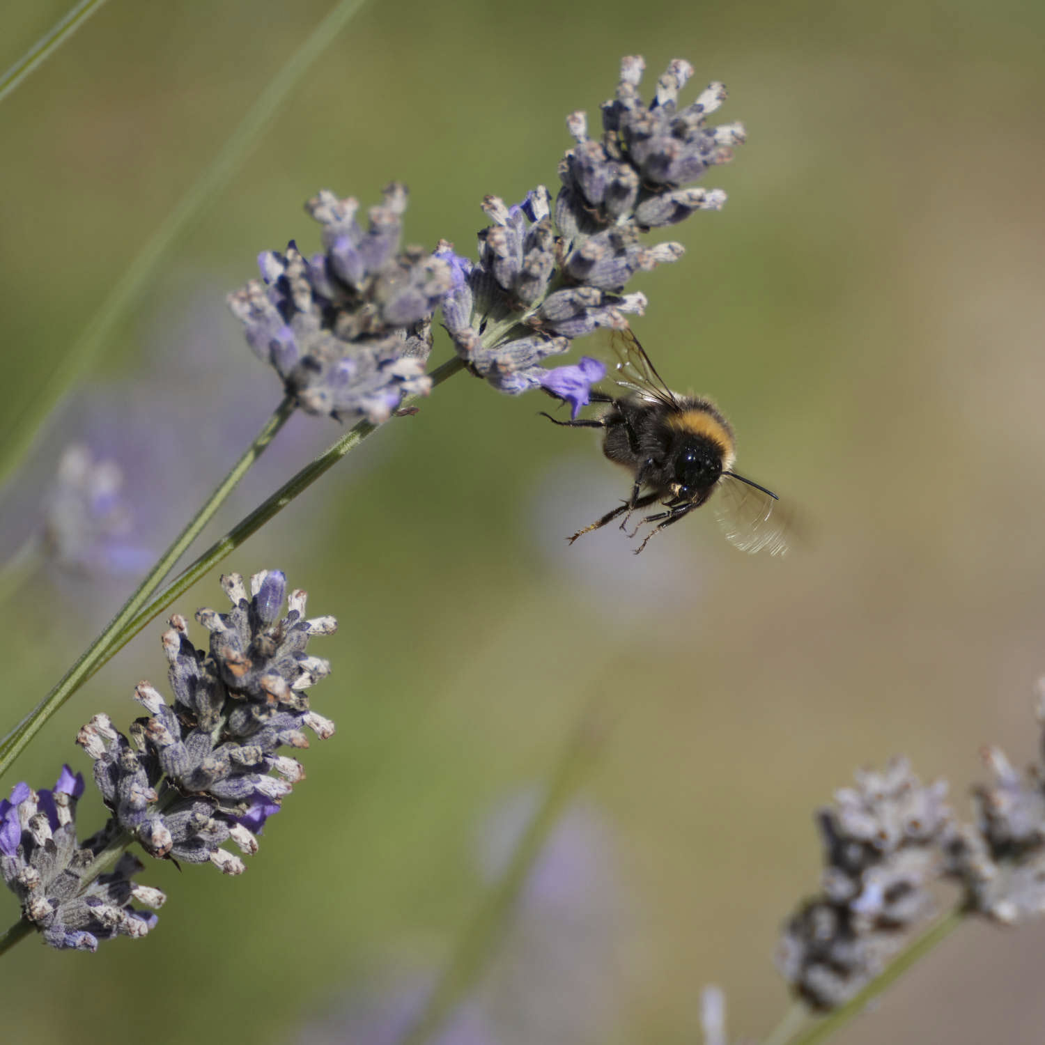 Bee in flight